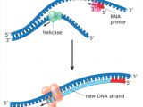 Explain How Dna Serves as Its Own Template During Replication Explain How Dna Serves as Its Own Template During