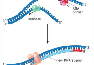 Explain How Dna Serves as Its Own Template During Replication Explain How Dna Serves as Its Own Template During