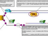 Explain How Dna Serves as Its Own Template During Replication Genes Free Full Text Risks at the Dna Replication fork