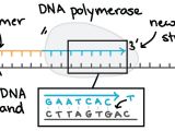 Explain How Dna Serves as Its Own Template During Replication Printable Explain How Dna Serves as Its Own Template