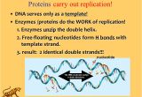 Explain How Dna Serves as Its Own Template During Replication Slide Explain How Dna Serves as Its Own Template During