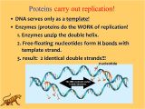 Explain How Dna Serves as Its Own Template During Replication Slide Explain How Dna Serves as Its Own Template During