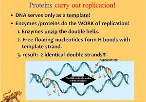 Explain How Dna Serves as Its Own Template During Replication Slide Explain How Dna Serves as Its Own Template During