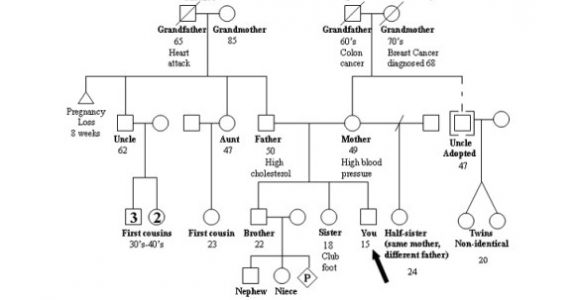 Family Genome Template 37 Family Tree Templates Pdf Doc Excel Psd Free