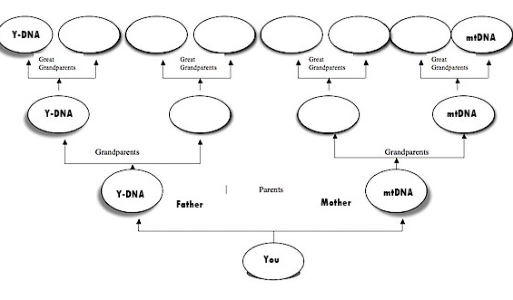 Family Genome Template Genealogy and Dna Part Two Linn Genealogical