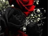 Favourite Flower Red Rose Cue Card Die 440 Besten Bilder Zu Rosen In 2020 Rosen Schone