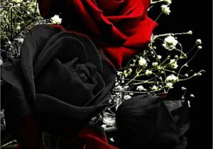 Favourite Flower Red Rose Cue Card Die 440 Besten Bilder Zu Rosen In 2020 Rosen Schone