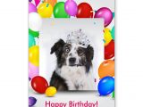 Happy Birthday From the Dog Card Australian Shepherd Dog Balloons Crown Birthday Card