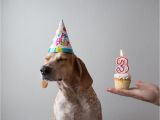 Happy Birthday From the Dog Card Jot Down Magazine Jotdownspain En Twitter Happy Birthday