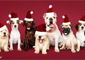 Happy Birthday Ya Filthy Animal Card Download Premium Image Of Group Of Puppies Wearing Christmas