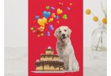 Happy Birthday You Old Goat Card Yellow Lab and Cake Happy Birthday Card Zazzle Com with