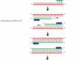How Much Template Dna for Pcr Addgene What is Polymerase Chain Reaction Pcr