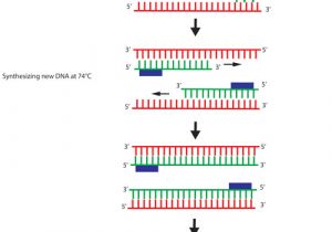 How Much Template Dna for Pcr Addgene What is Polymerase Chain Reaction Pcr