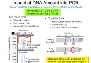 How Much Template Dna for Pcr Fundamentals Of forensic Dna Typing Ppt Download