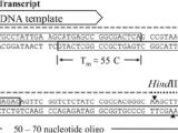 How Much Template Dna for Pcr Pcr Template Amount Free Template Design