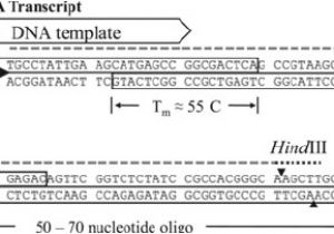 How Much Template Dna for Pcr Pcr Template Amount Free Template Design