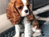 King Charles Spaniel Anniversary Card 10050 Best Cavalier King Charles Spaniel Images In 2020
