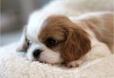 King Charles Spaniel Anniversary Card 235 Best Cavies Images King Charles Spaniel Cavalier King