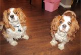King Charles Spaniel Anniversary Card Cavalier King Charles Spaniel Love Cavalier King Charles