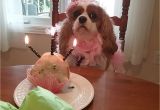 King Charles Spaniel Anniversary Card Ollie S 3rd Birthday Cavalier King Charles Cavalier King