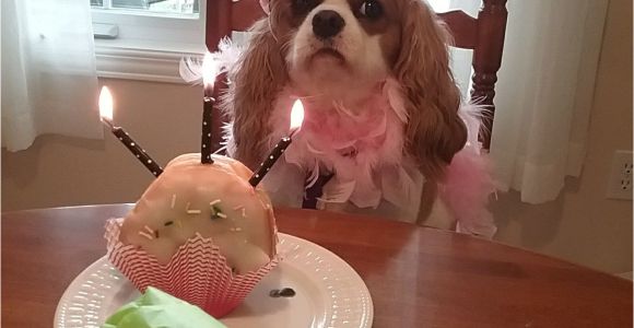 King Charles Spaniel Anniversary Card Ollie S 3rd Birthday Cavalier King Charles Cavalier King