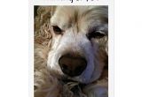 King Charles Spaniel Anniversary Card Spaniel Says Thinking Of You and Missing You too Card
