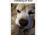 King Charles Spaniel Anniversary Card Spaniel Says Thinking Of You and Missing You too Card