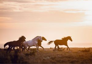 Lost America the Beautiful Card Pferde Am Meer Herde In Bewegung Pferdefotografie Ideen