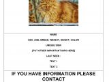 Lost Cat Flyer Template Word Missing Cat Poster Sample Archives Freewordtemplates Net