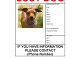 Lost Dog Flyer Template Word 40 Lost Pet Flyers Missing Cat Dog Poster Template