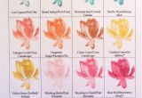 Lotus Flower Pop Up Card 82 Best Cards Lotus Blossom Images Cards Flower Cards