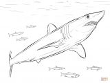 Mako Template Dibujo De Tiburon Mako De Aleta Corta Para Colorear