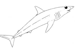 Mako Template Mako Shark Pages Coloring Pages