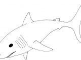 Mako Template Sheet the Bull Shark Coloring Pages