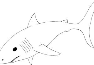 Mako Template Sheet the Bull Shark Coloring Pages
