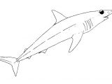 Mako Templates Mako Shark Pages Coloring Pages