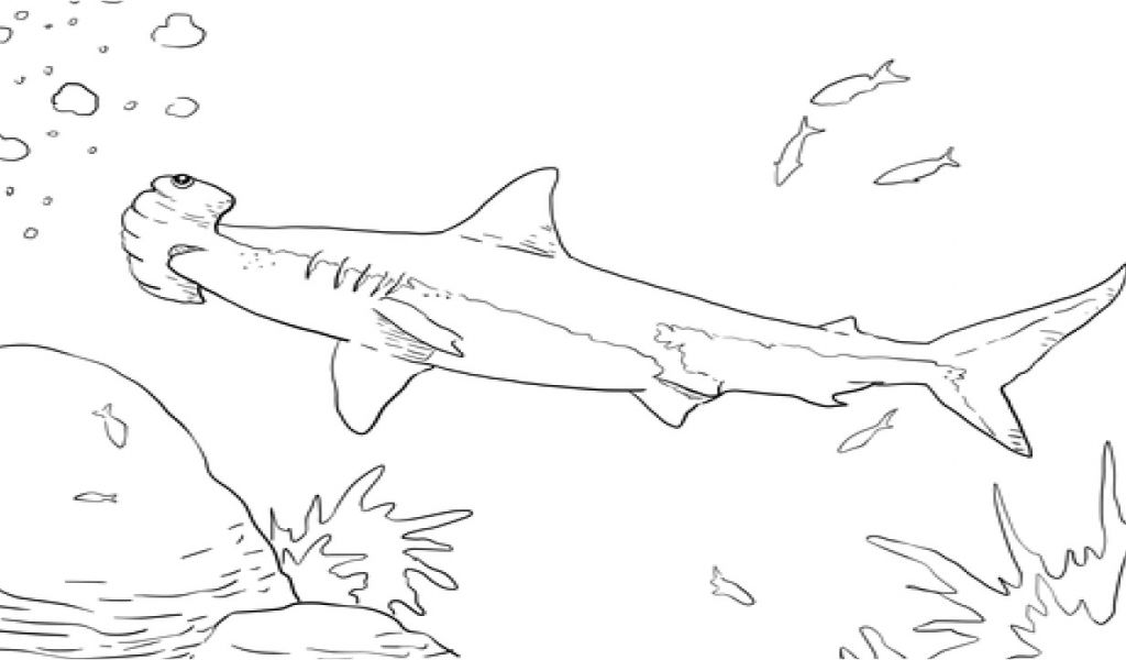 Mako Templates Mako Shark Pages Coloring Pages williamsonga.us