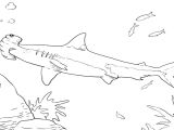 Mako Templates Mako Shark Pages Coloring Pages