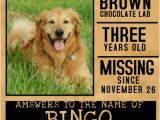 Missing Animal Flyer Template Customize 510 Pets Flyer Templates Postermywall