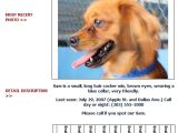 Missing Animal Flyer Template Lost and Found Dog Flyer Humane society Of Broward