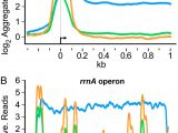 Native Base Card Background Color Structure and Function Of Card An Essential Mycobacterial