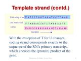 Non Template Dna Dna Transcription Part 1