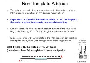 Non Template Dna Fundamentals Of forensic Dna Typing Ppt Download