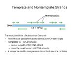 Non Template Dna Rna Metabolism Transcription and Processing Ppt Video
