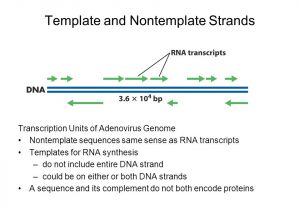 Non Template Dna Rna Metabolism Transcription and Processing Ppt Video