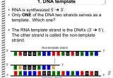 Non Template Dna the Flow Of Genetic Information Flashcards Easy Notecards