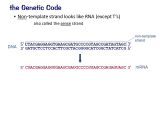 Non Template Dna the Genetic Code Shown as Mrna 5 3 64 Codons Redundant