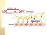 Non Template Dna Transcription and Translation Genetic Code Ppt Download