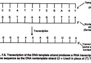 Non Template Dna Transcription Synthesis Of Rna A General Account