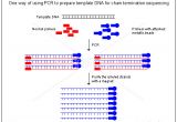 Pcr Template Amount One Way Of Using Pcr to Prepare Template Dna for Chain